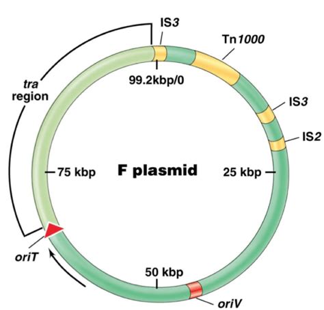 horizontal f plasmid